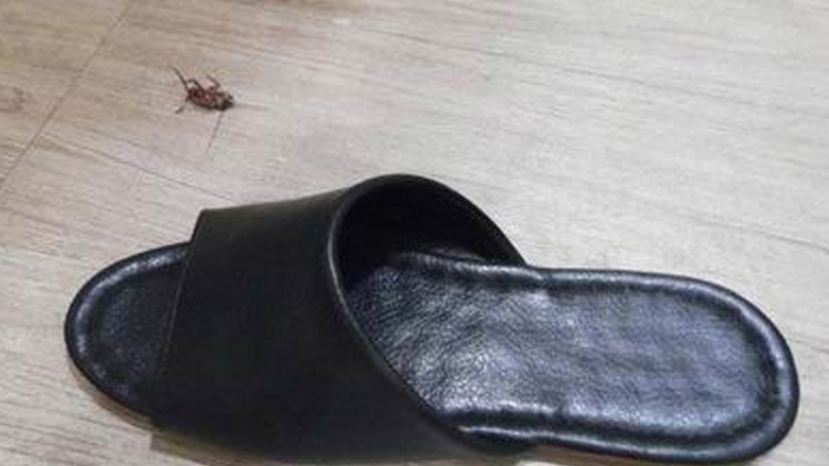 还买什么杀虫剂？只需一勺洗衣粉，蟑螂统统死光！