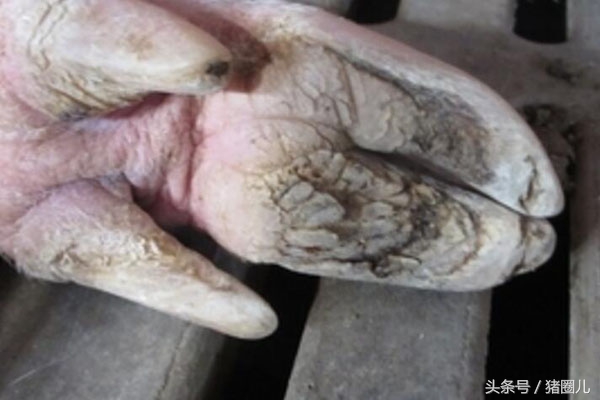 六十斤的猪脚痛怎么回事,猪脚痛为什么这么难治