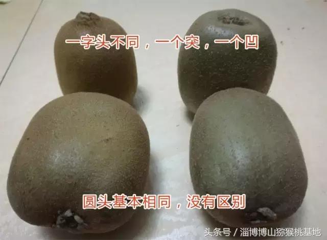 淄博源泉猕猴桃分选,淄博源泉猕猴桃标志