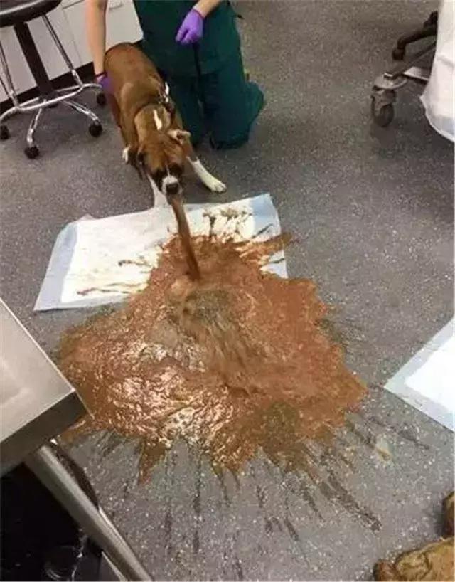 狗食物中毒肾衰竭,狗肾衰竭放弃治疗能活多久