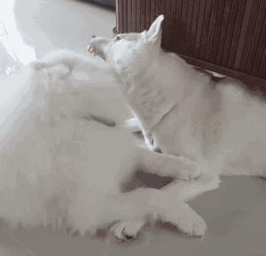 萨摩耶和哈士奇的“塑料情谊”，居然只持续了一秒……