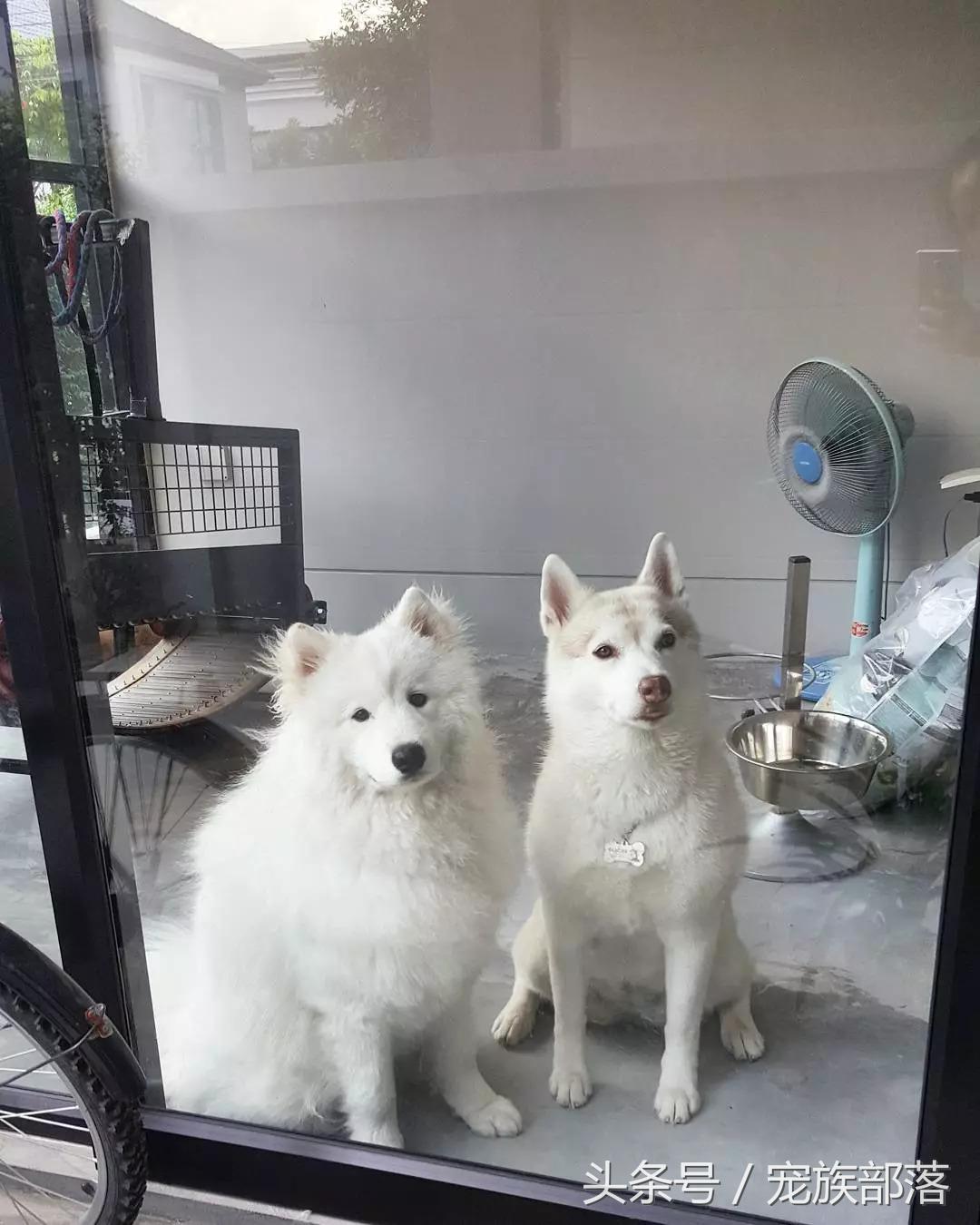 萨摩耶和哈士奇的“塑料情谊”，居然只持续了一秒……