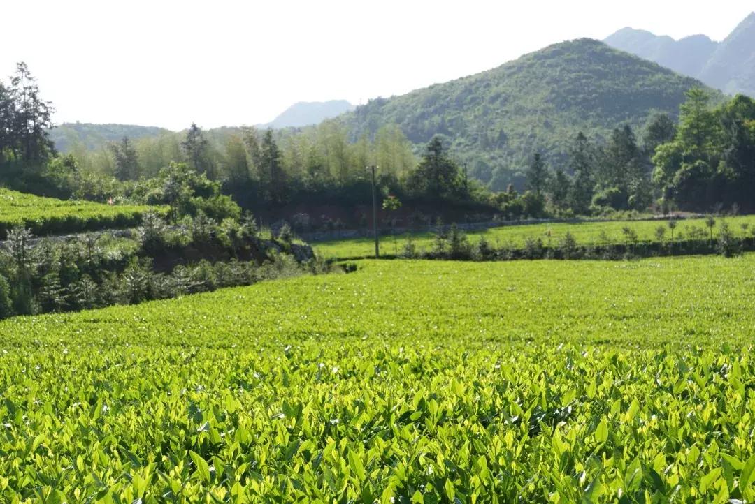 湖南千亿湘茶产业,湖南千亿茶产业系列报道之三
