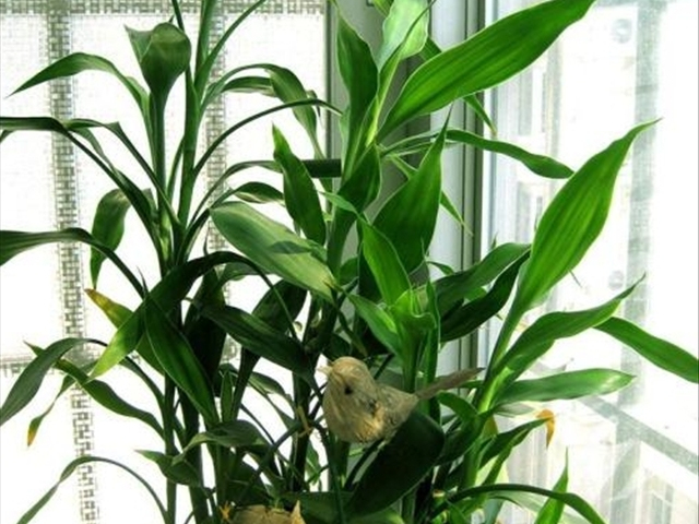 富贵竹黄叶烂根怎么解决,富贵竹黄叶怎么补救最佳方法
