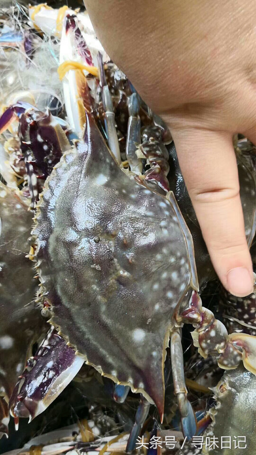 吃不完的梭子蟹怎么养起来,梭子蟹吃不习惯