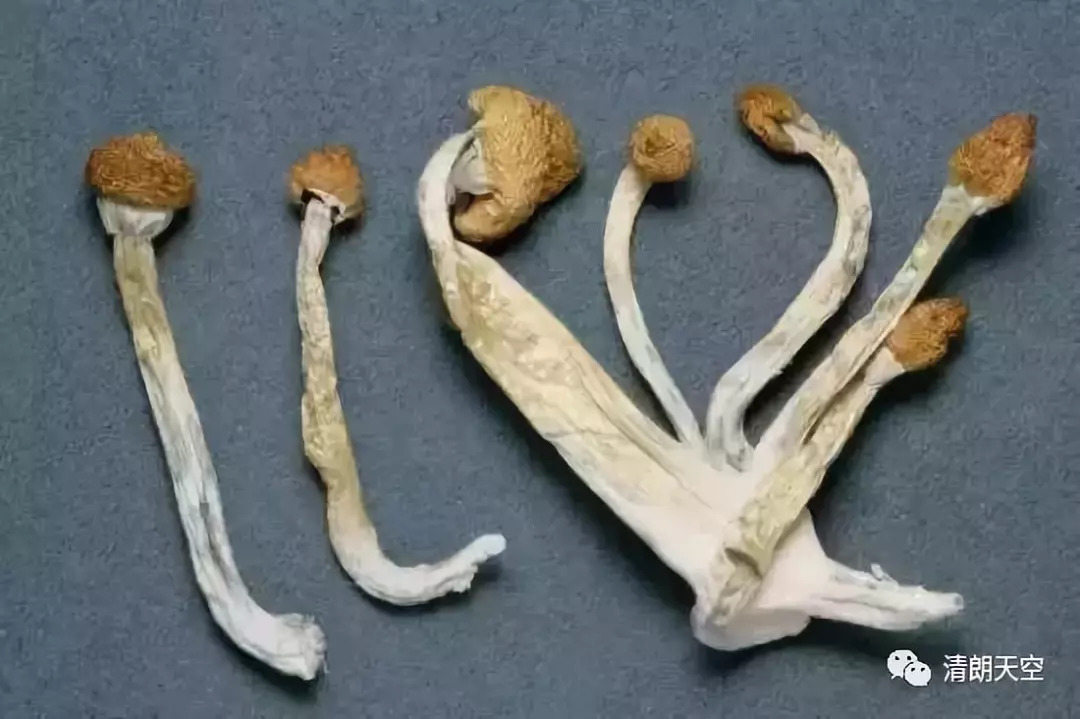 「提醒」做微商竟成毒贩！新型*品毒**“蓝精灵”出现，要小心了！