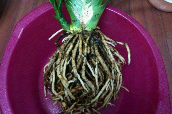 君子兰扦插秋季换盆当年能开花吗,正在开花时君子兰可以换盆吗