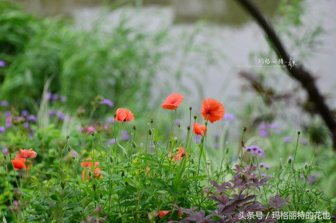 园丁修剪灌木,开满鲜花的小路教学设计一等奖