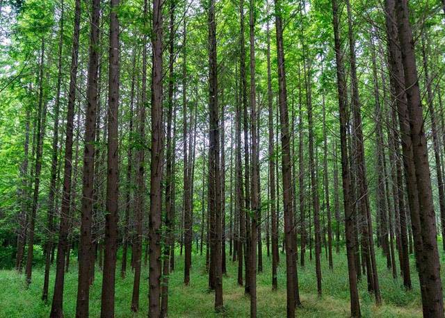 日照滨海小镇游玩攻略,日照滨海一日游
