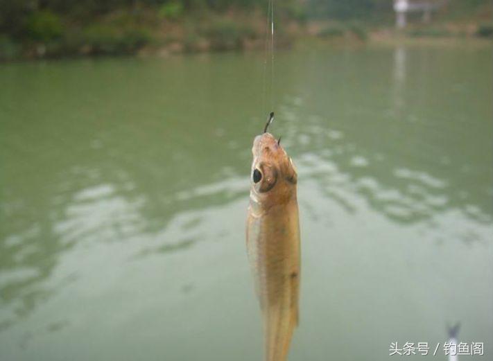 十种钓鱼看漂技巧,钓鱼看漂十大技巧教学