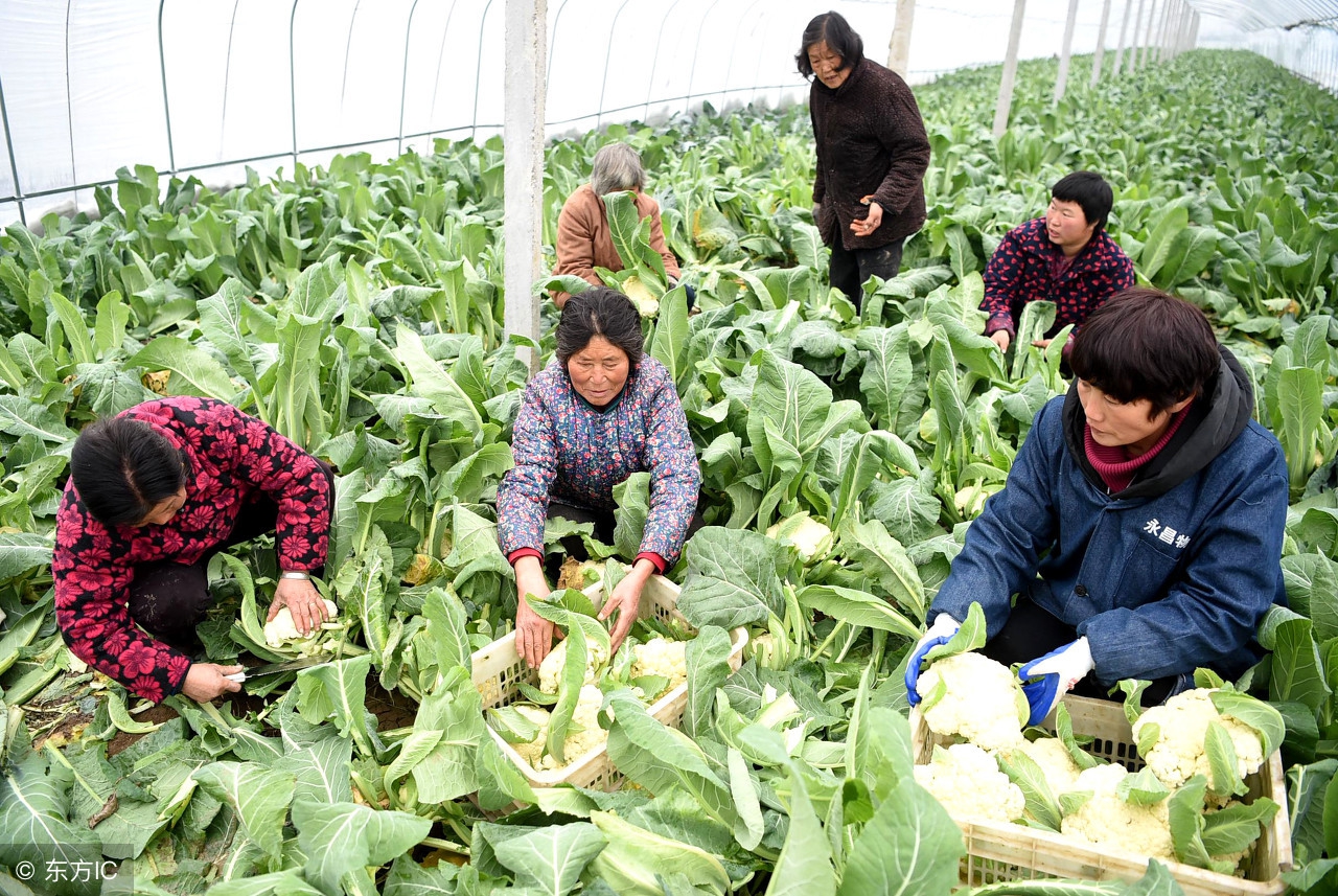 既要防虫又要安全，花菜常见病虫害怎么防治？有个用药指南！