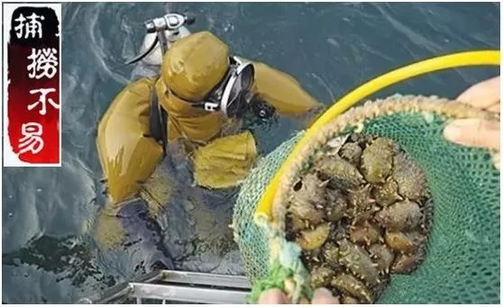 海参事件真相大揭秘,还原海参真相