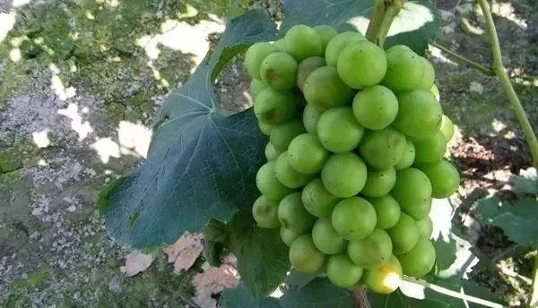 农资店老板透露了一个混合配方,各种农药的配兑技巧分享给农友们