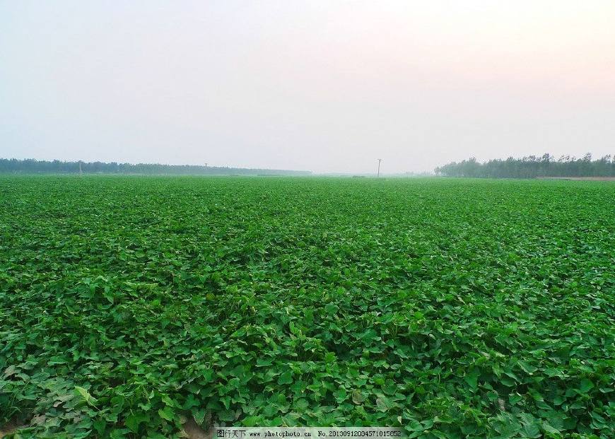 瓦房店拔丝地瓜谁家好吃,拔丝地瓜瓦房店