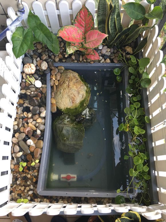 龟缸沼泽过滤系统视频,龟池沼泽过滤