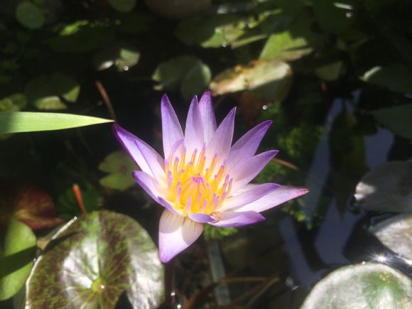 「龟龟环境篇」沼泽过滤(bogfilter):一种原生态水处理技术