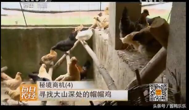 敢和毒蛇过招的动物,敢跟蛇较量的是什么动物