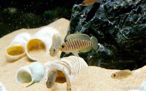 三湖慈鲷和一眉道人更建议养什么,三湖慈鲷哪个品种算是好的