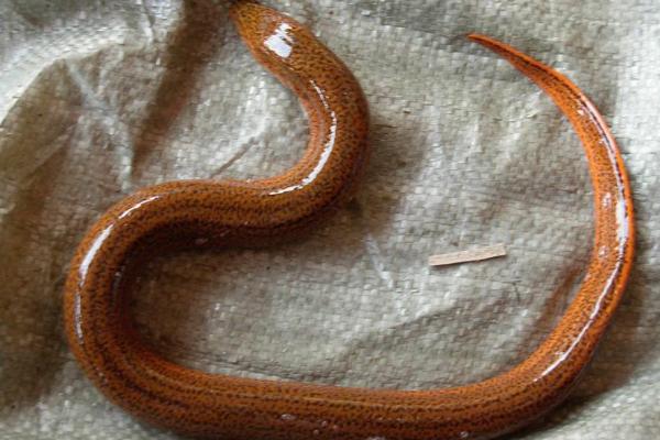 黄鳝正确的养殖是怎么养,黄鳝的野生养殖技术与管理