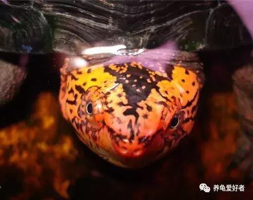 进口红面蛋龟和小种红面蛋龟区别,头盔蛋龟和红面蛋龟哪个值得入手