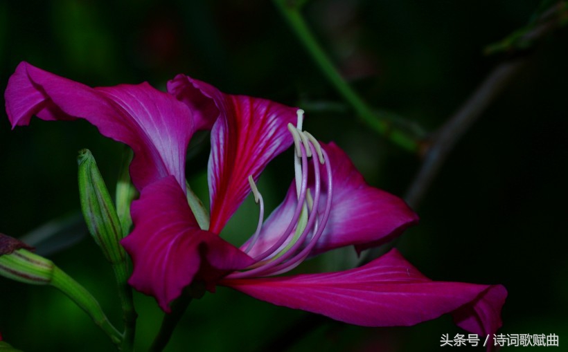 毛*东泽**经典诗词，气魄宏大，每一首都激荡着气势磅礴的英雄气概