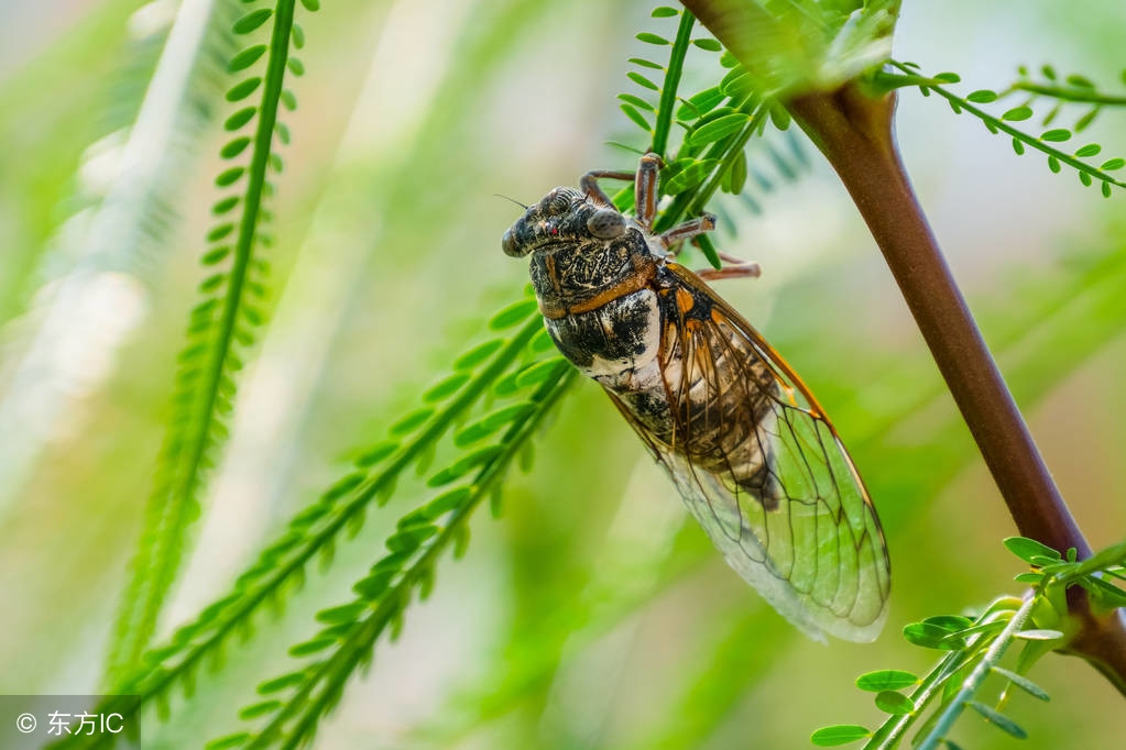 夏日蝉鸣的经典散文,蝉的唯美散文