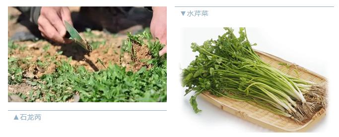 什么绿叶菜适合宝宝吃,最适合宝宝吃的绿叶菜