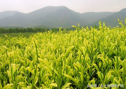 安吉白茶官方正品正宗安吉白茶,芳羽安吉白茶和宋品安吉白茶