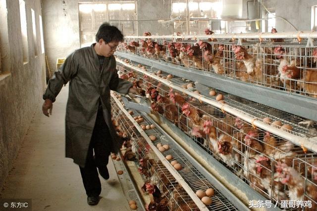 养鸡达人治鸡白痢的方法,雨后鸡病防治