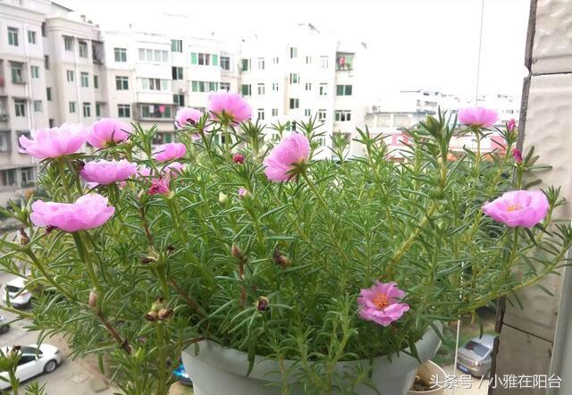 养花技巧盆土保持湿润法,养花盆土干了怎么办