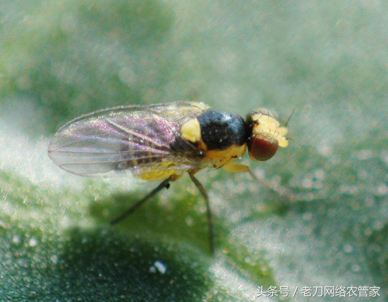 甜瓜叶子上有黄色斑点,甜瓜叶子背面有虫