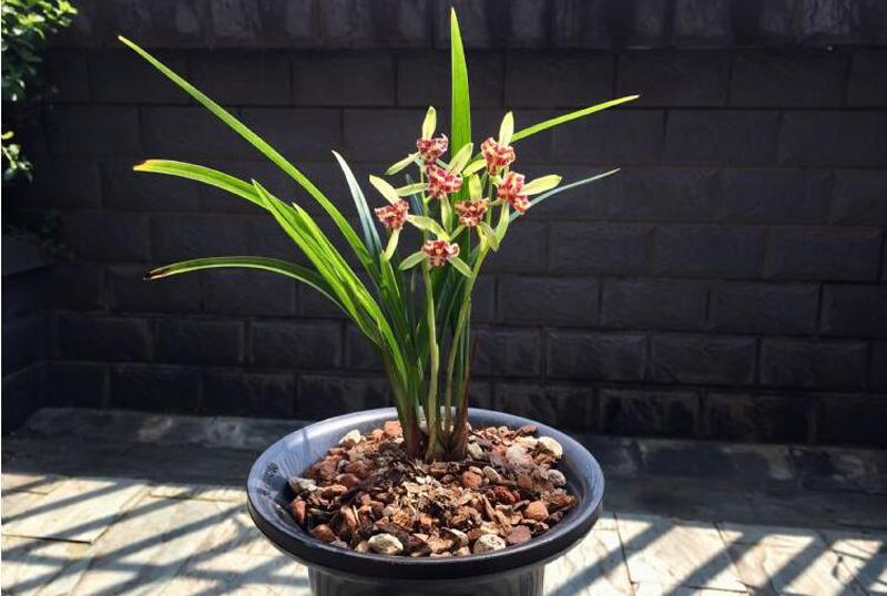 兰花冬季养殖,兰花养殖最佳季节