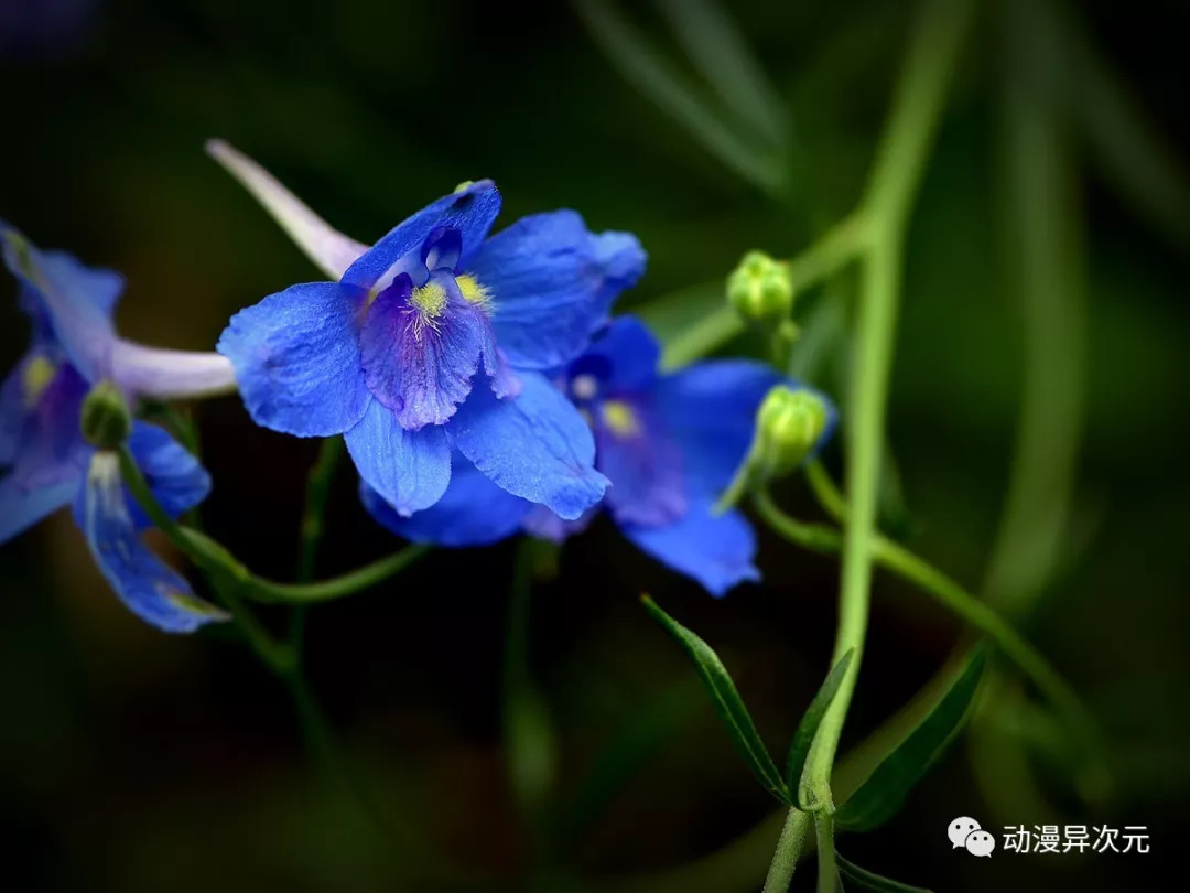 国家队系列,万代robot魂国家队