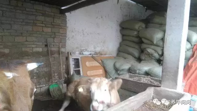 养牛的10大忠告和感悟,养牛的29个经验