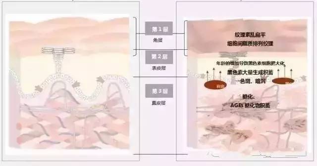 pola最好用的产品,pola护肤品全系列