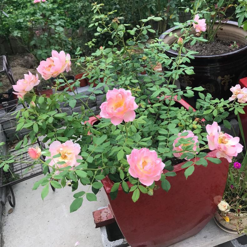 月季扦插长出愈合组织成活了吗,扦插月季有几天不黑杆就算成活