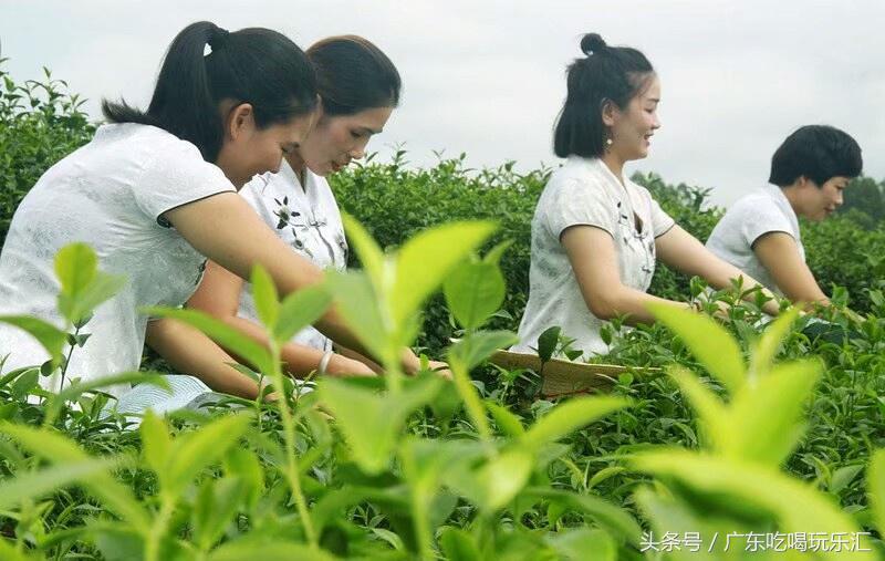 广东茗皇茶业种植基地,茗皇茶基地