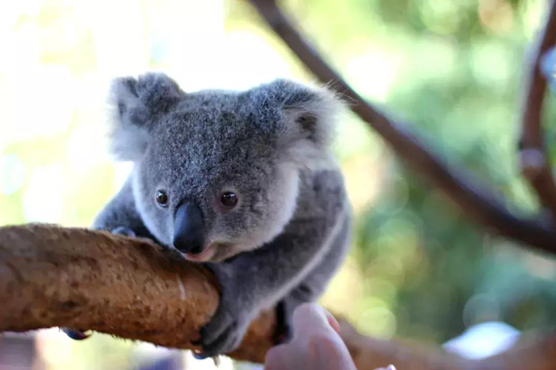 33个理由告诉你，为什么一生一定要去一次澳大利亚！