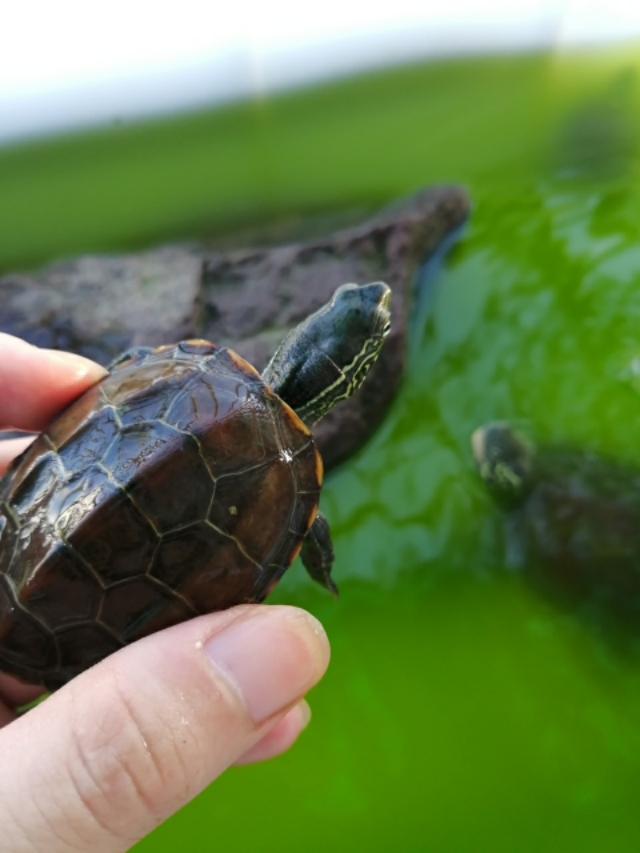 草龟苗怎么养金线会更亮,火焰龟苗和草龟苗在一起养