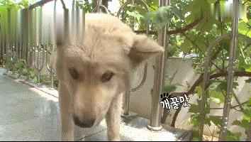 流浪狗收养后如何训练,收养流浪狗怎么训练