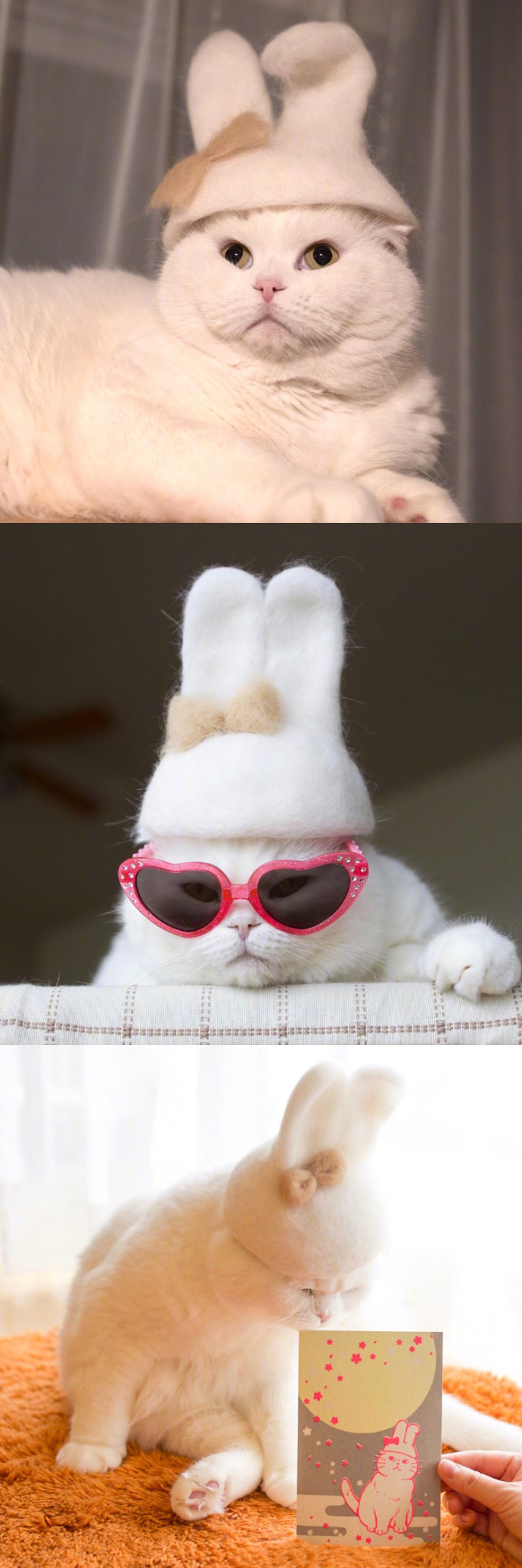 宠物掉毛怎么去除,宠物掉毛如何打理毛发毛囊