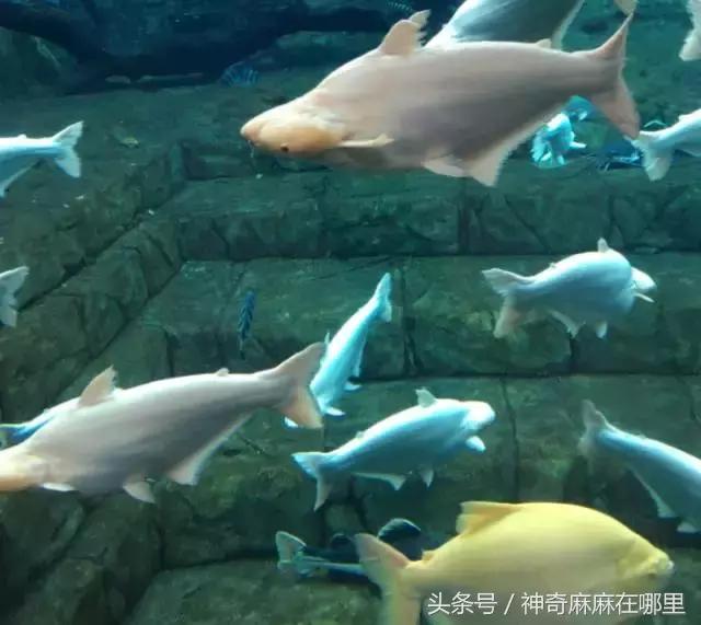 珠海长隆旅游攻略3天自由行,亲子游珠海长隆一日游攻略