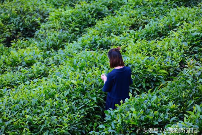 苍山一天怎么玩,苍山怎么玩不累