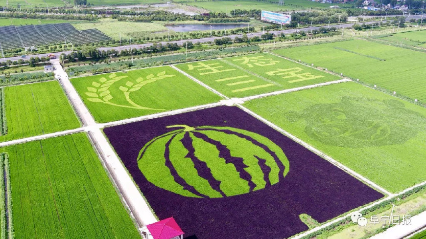 稻田的绘画,阜宁标志性的绘画