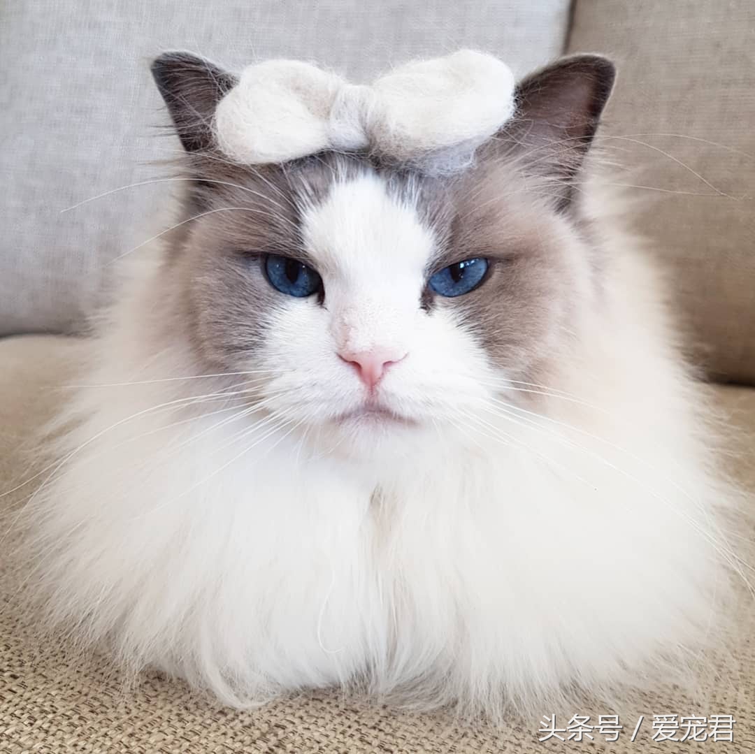 猫咪独自在家怎么避免孤独,猫咪经常在家会无聊吗