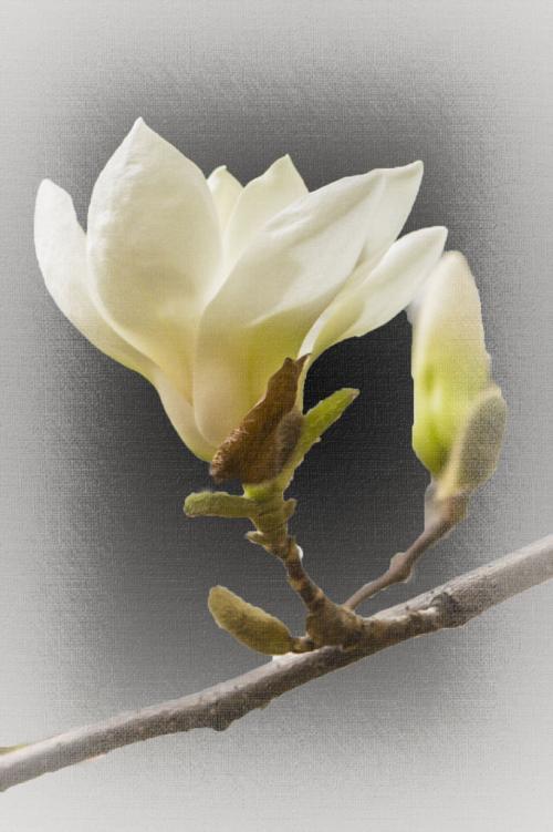 怎么养好芳香四溢的，玉兰花