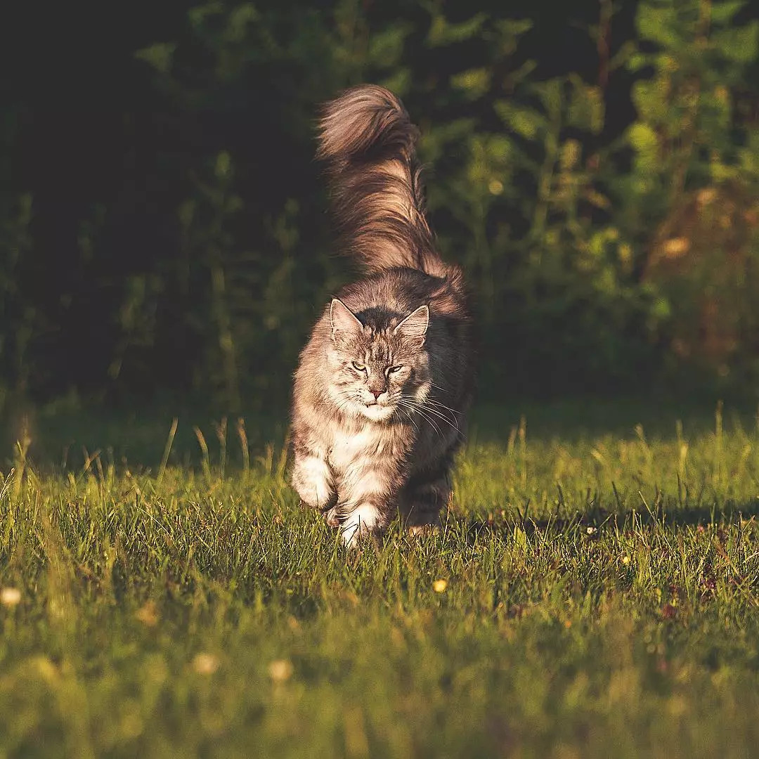 缅因猫身上一根特殊的毛,缅因猫的尾巴毛发稀少怎么回事