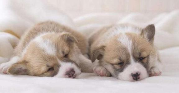 宠物为什么会容易丢失呢,宠物掉毛是什么原因