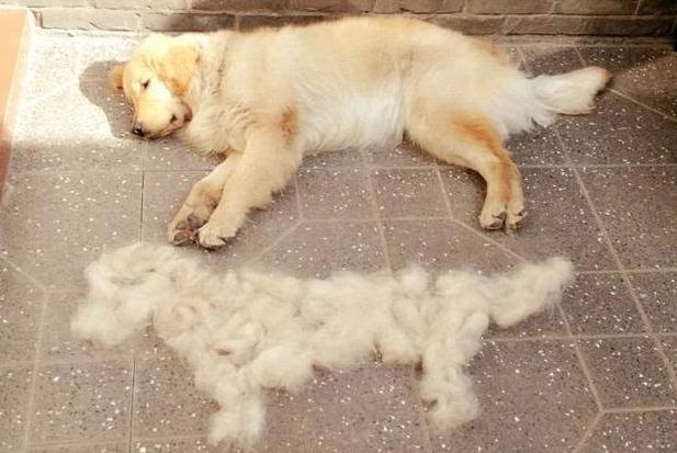 宠物为什么会容易丢失呢,宠物掉毛是什么原因