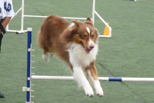 宠物为什么会容易丢失呢,宠物掉毛是什么原因